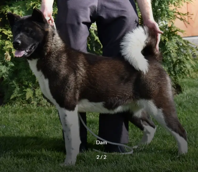 VV's High Expectations