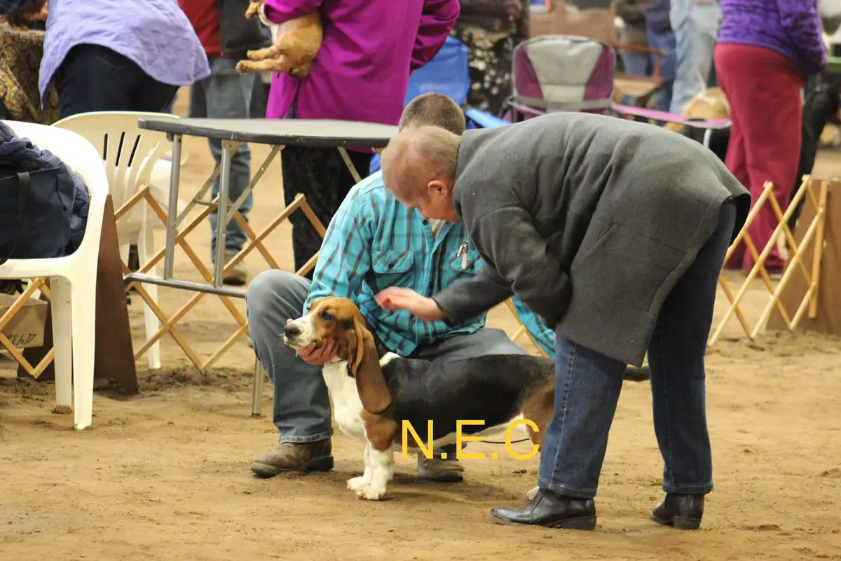 N.E. Critters Timber