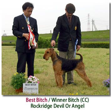 INTCH, No1 Airedale Terrier In Japan for 2007 Rockridge JP Devil or Angel
