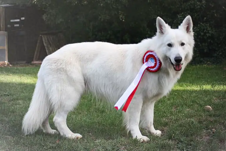 Must of Nice Animals