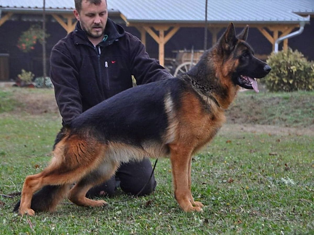Homar von haus Milesevac