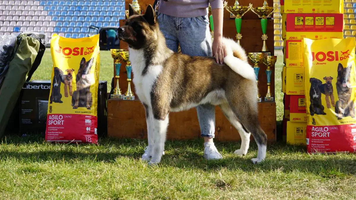 UKR CH Bendzhamin Bunt Rudel