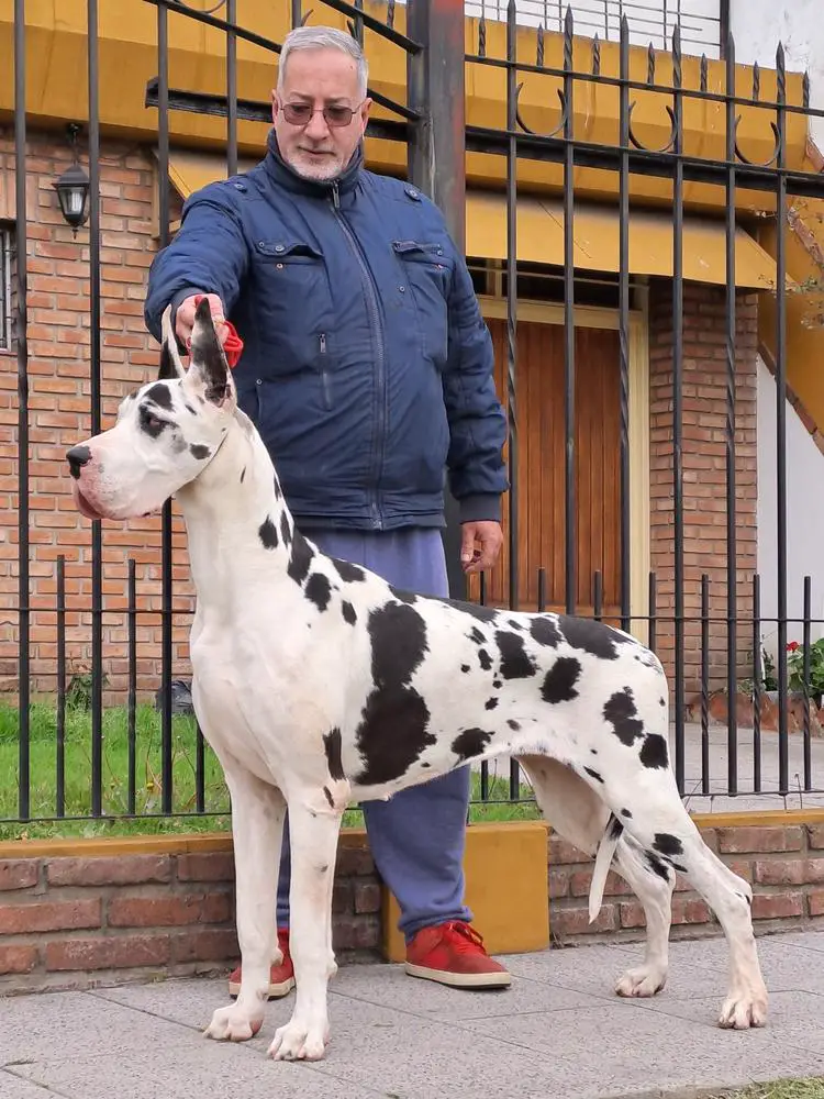 Jr. Ch. Arg. Gr. Ch Dulce Sara Von Pao