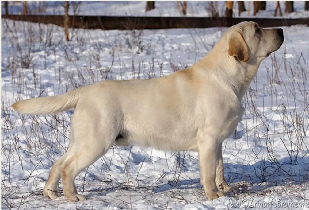 Lab 'Spb Ideal Boy At Edlen