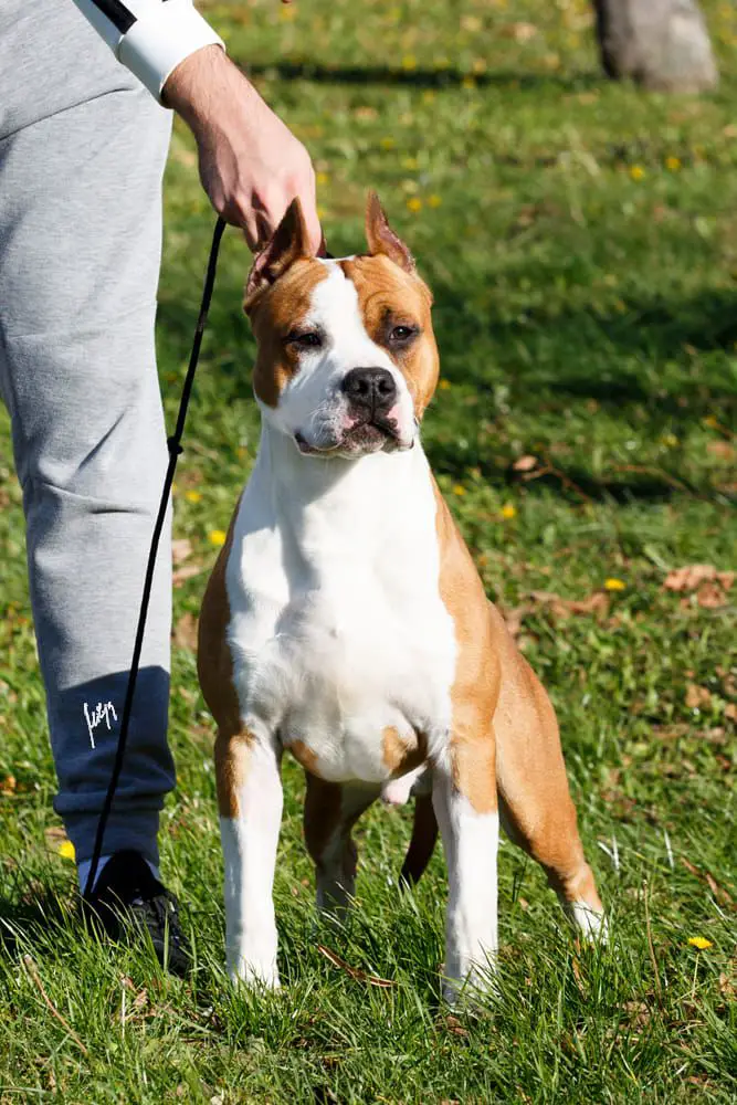 Supreme BABY BIS,Supreme PUPPY BIS DOCTOR ZM LINE