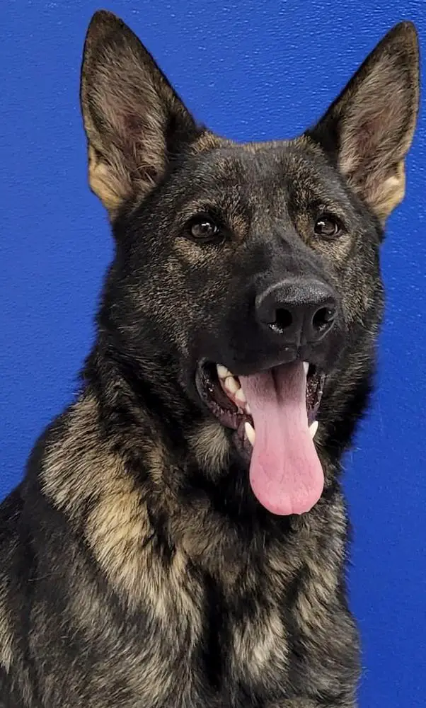 Ssolstice Firelight vom Argohof