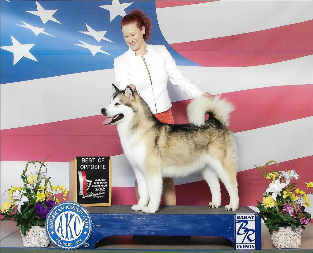 AKC GCH/INTL CH Kasaan's Fortune N Flair At Sigma