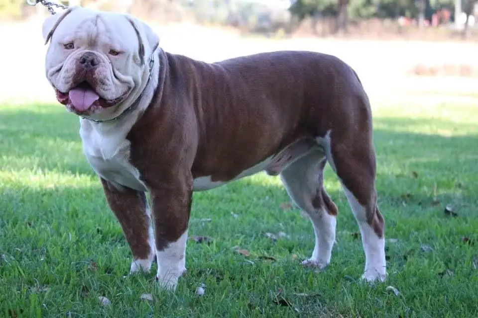 Cajun Country's Oakley