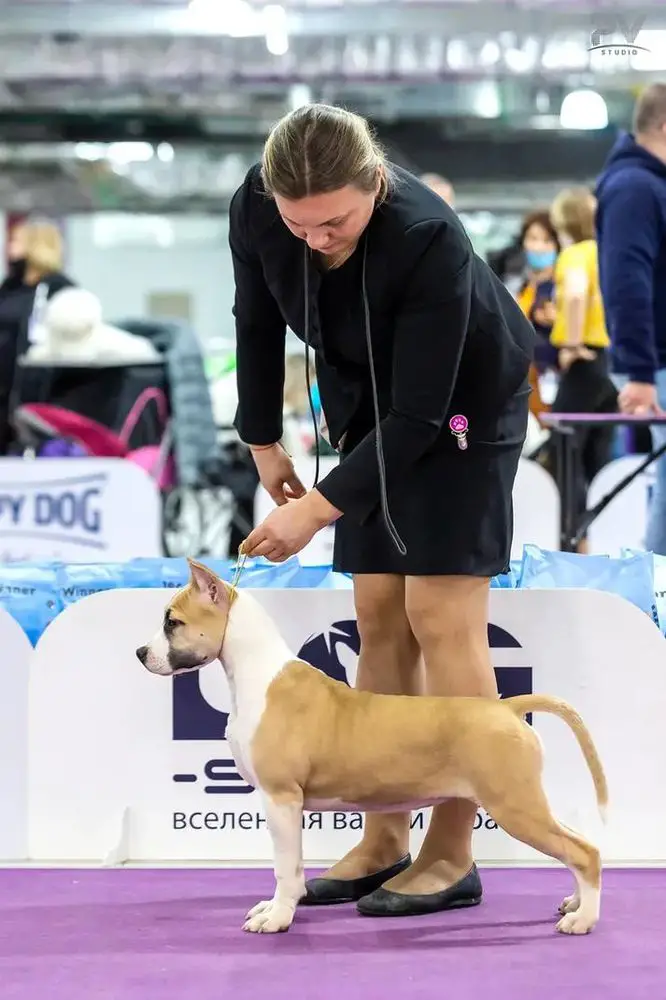 Vamp Woman Iz Sozvezdiya Staff