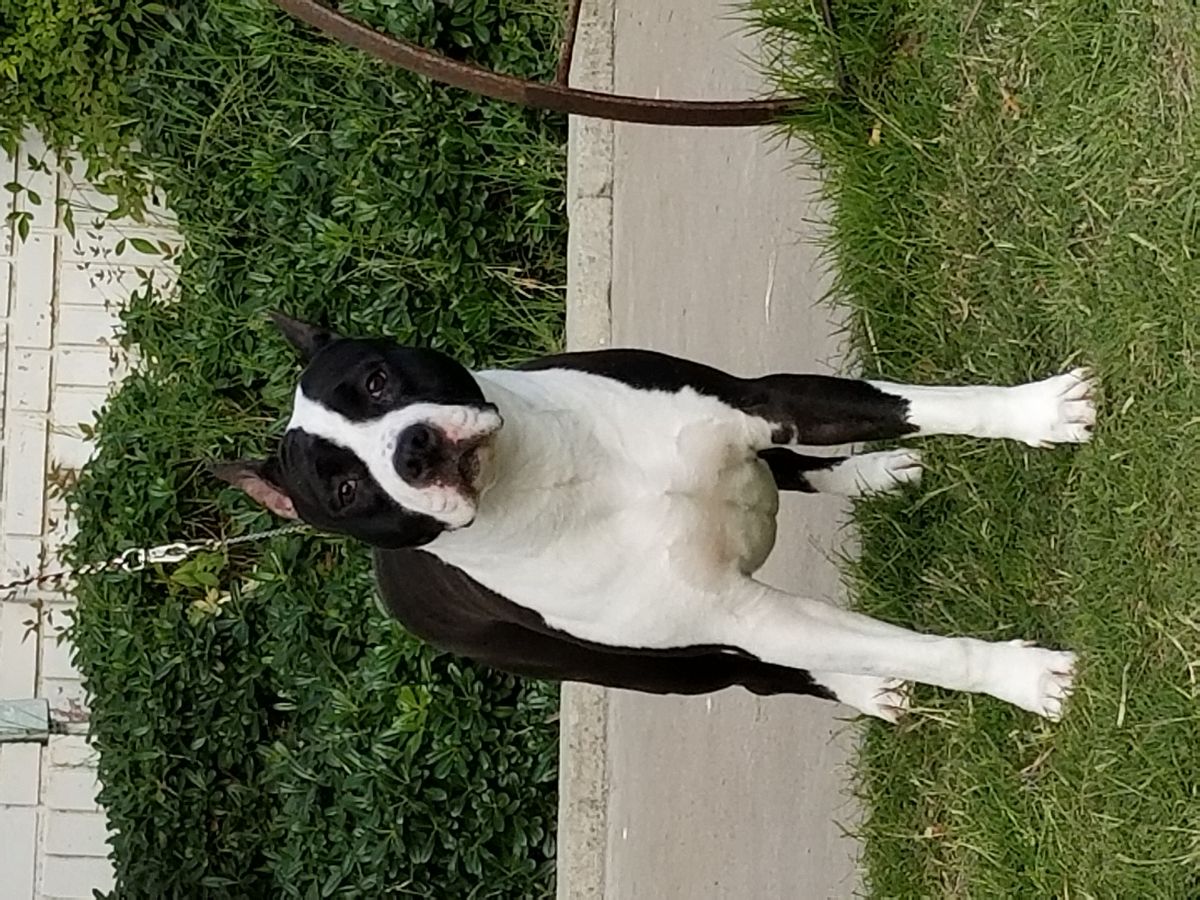 First Love Of Collateral Damage at Nour