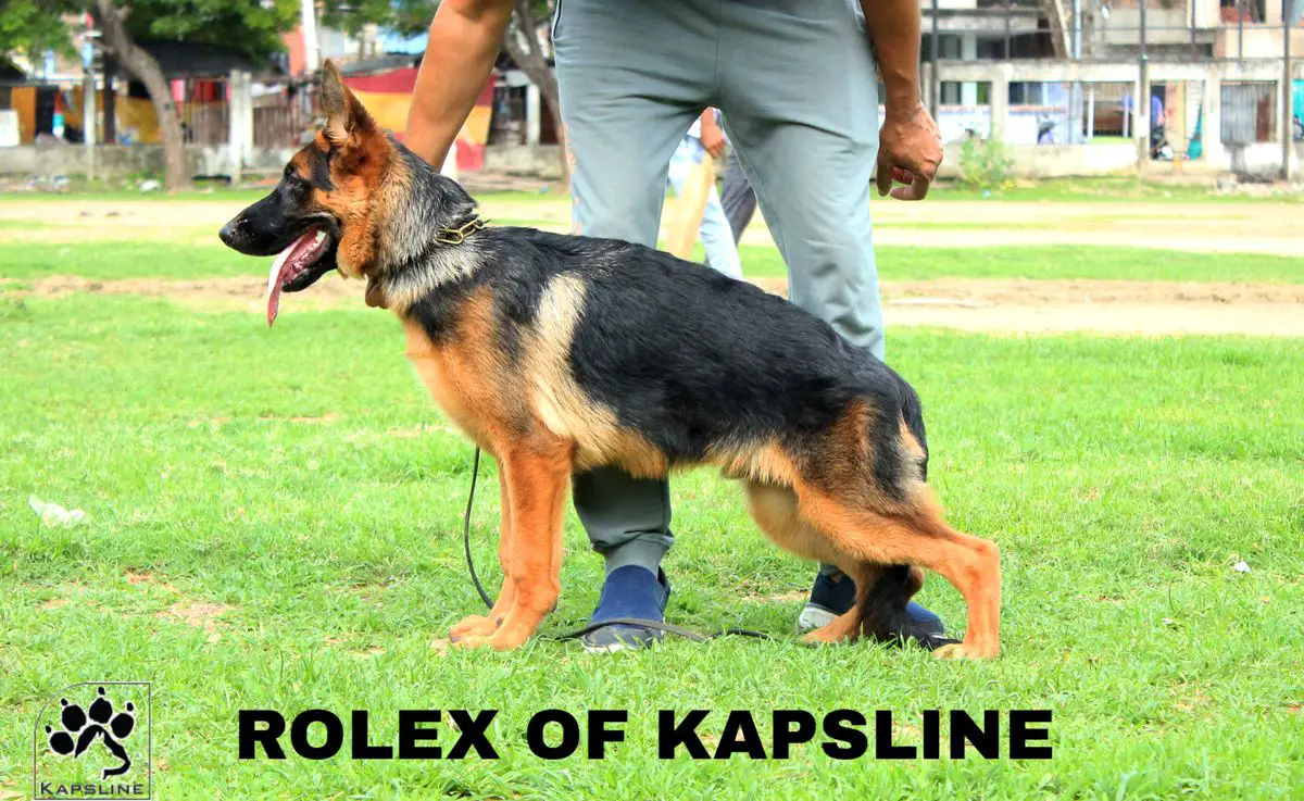 Rolex of Kapsline