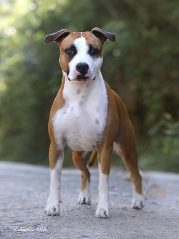 BRA JCH Gadelha's Yankee Rose