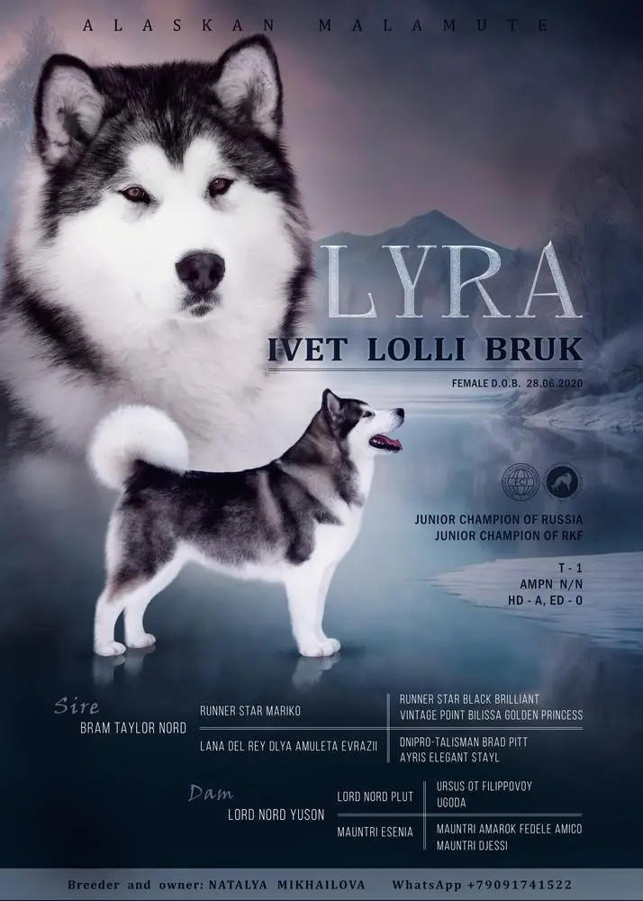 JCH.RUS, JCH.RKF Ivet Lolli Bruk