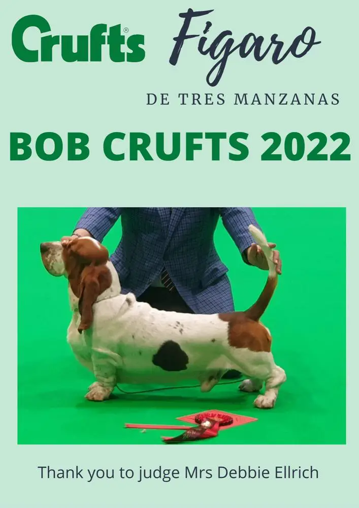 BOB Crufts 2022.CHJ. ESPAÑA.CH.ESPAÑA.CH.GIBRALTAR. Figaro de Tres Manzanas