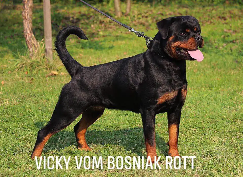 Vicky vom Bosniak Rott