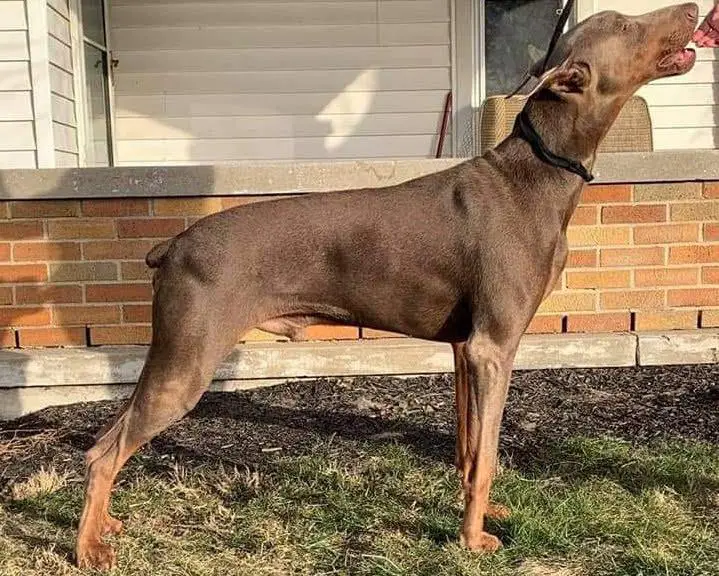 KB's Walking in Memphis