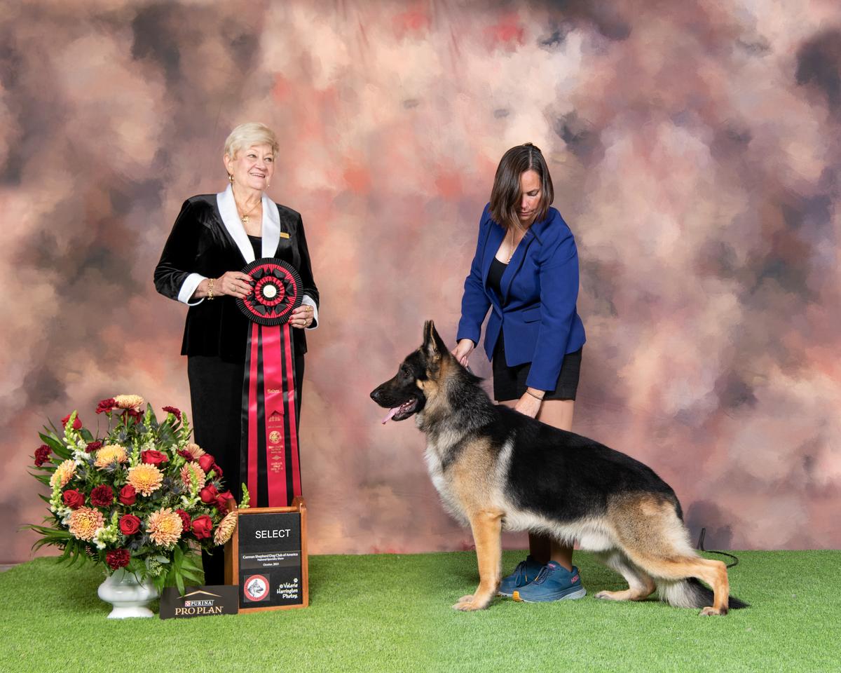 Can. Select, US Select, Futurity Victor, BIM, GCH CH Kenlyn Marquis' Sultan Of Swing Seven Hills