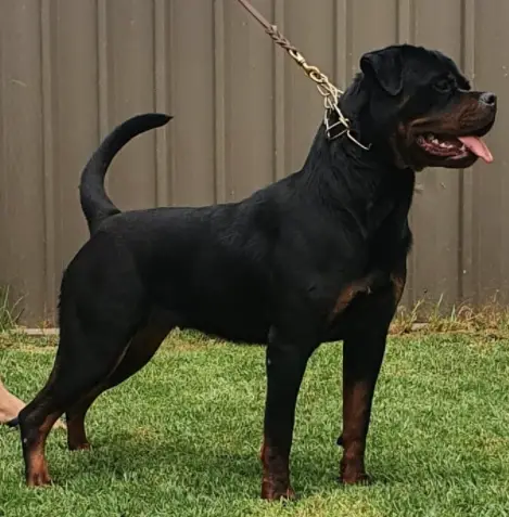 Petrovrotti Catalina (ai)