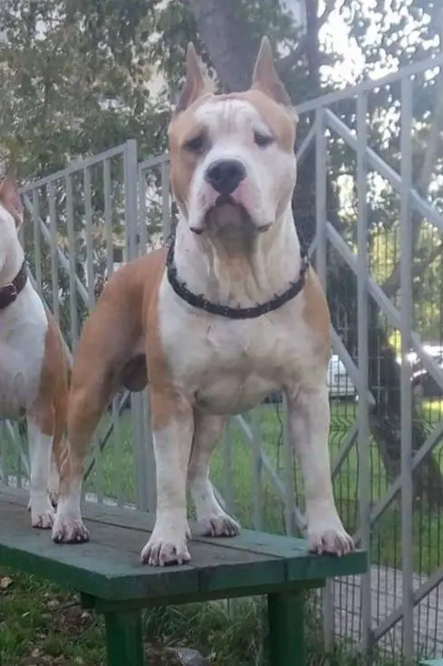 JCH.RUS/JCH.RKF/CH.RUS/CH.RKF Boldbuster Mark O'polo