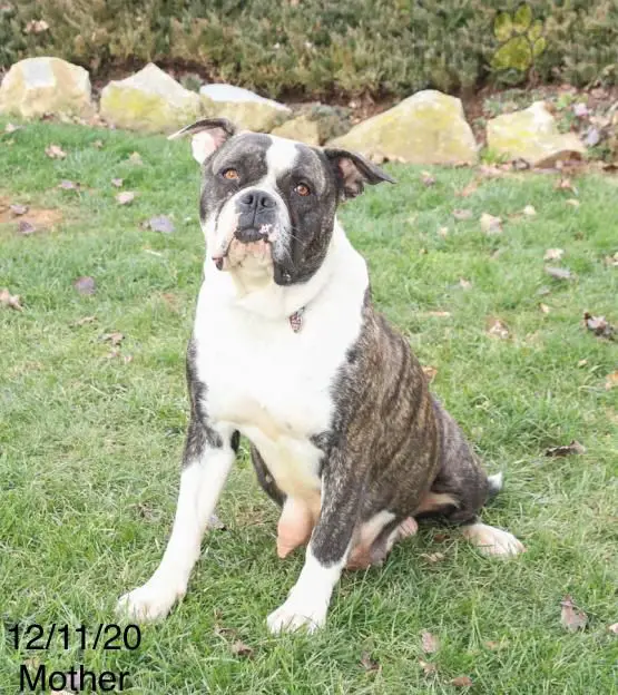 Hill Top Dix Twinkle