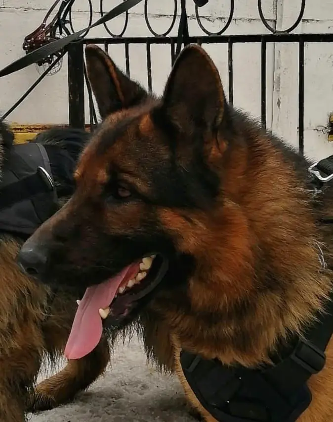 V Ostin de Sha’Bear