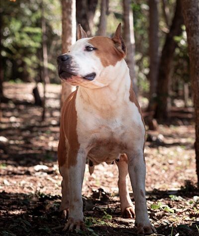 STAFFORDREAMS QUEEN VICTORIA