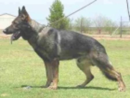 SG Magic vom Elfenschloß