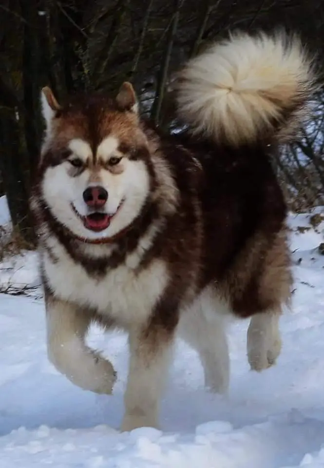 MAZURSTAR IMPULSE MY-SOUL