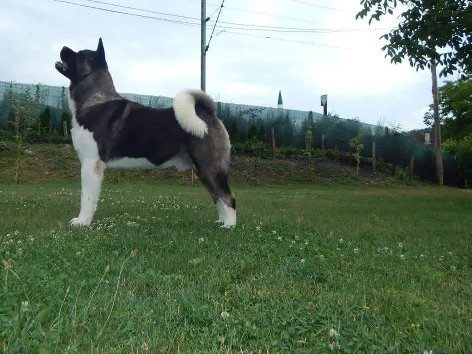 Step Pride Napoleon Bonaparta