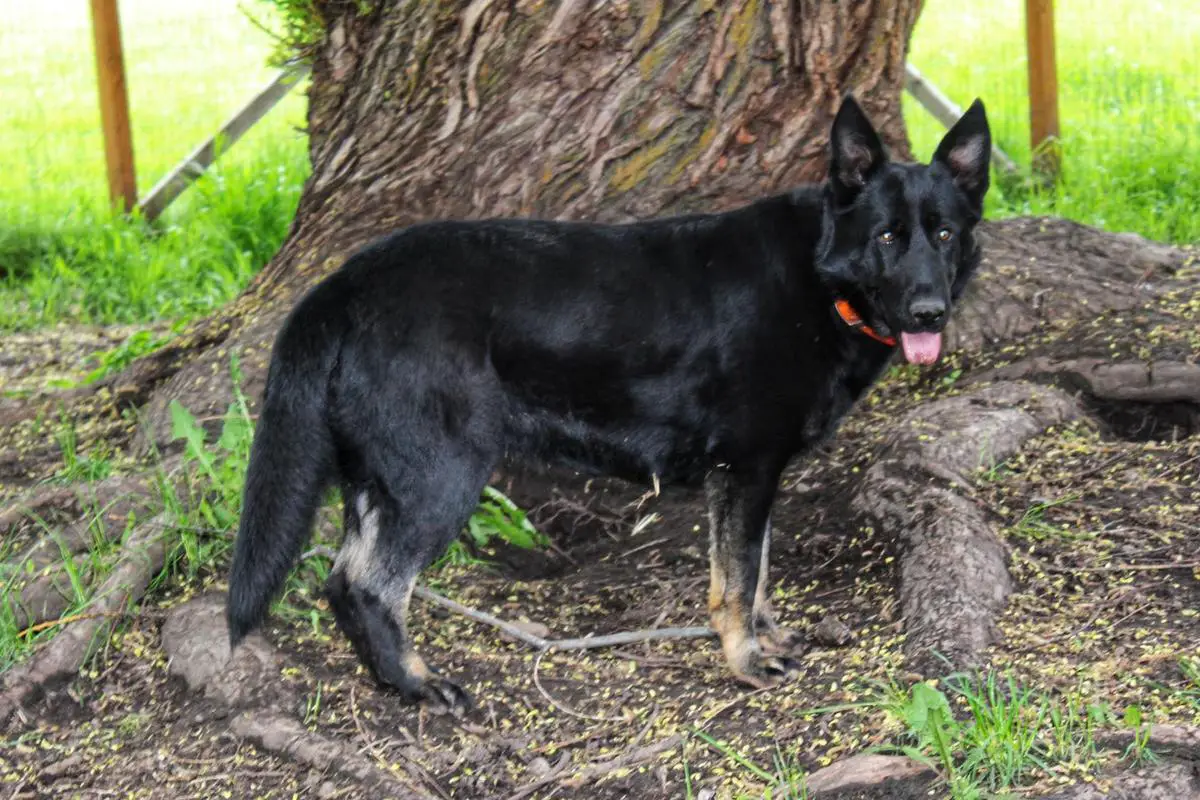 Oxana Z Get-Pet