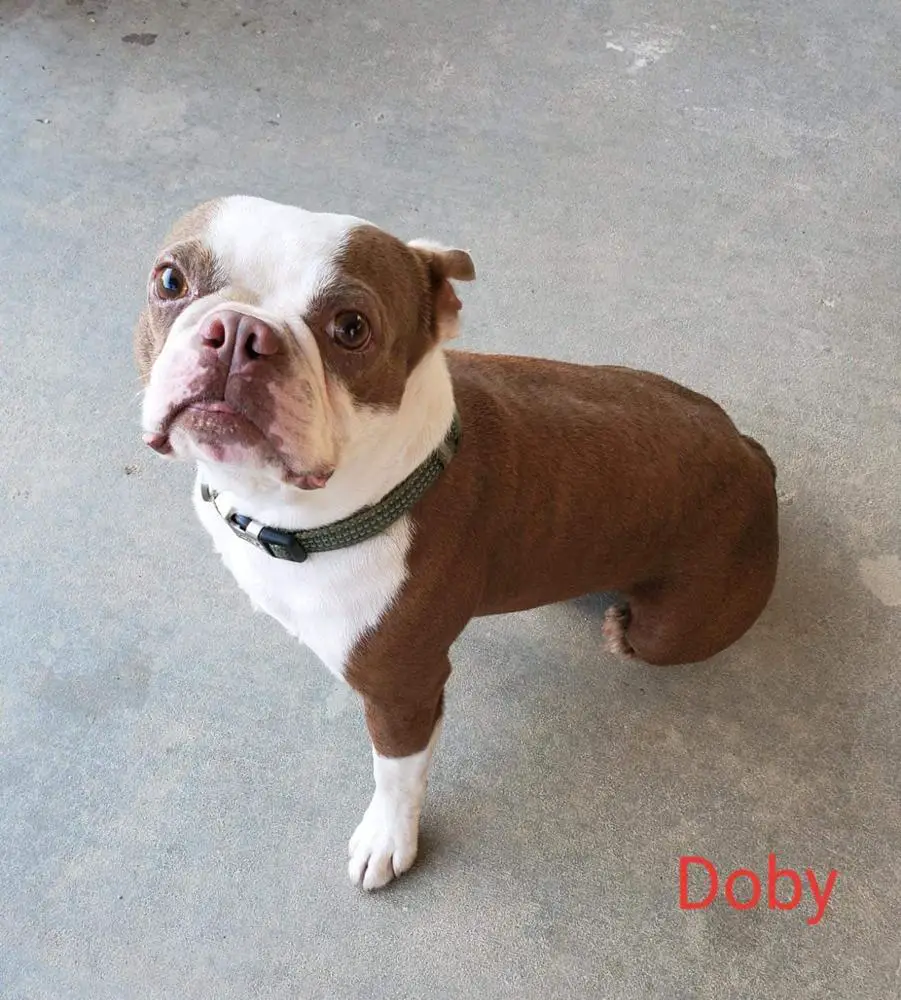 Doby X