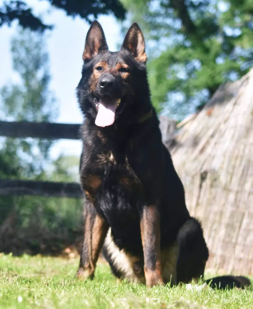 Schirkan von Haus Vekic vom Huntgard