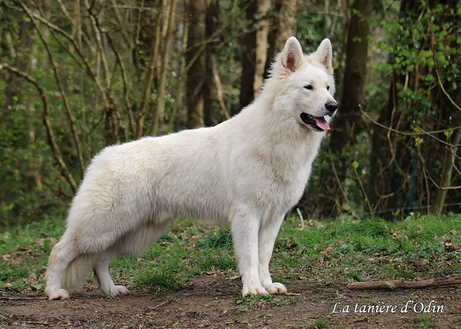 Padawan de la Tanière d'Odin