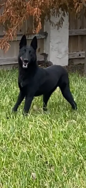 Bereta Von Ayce  (BERETTA)