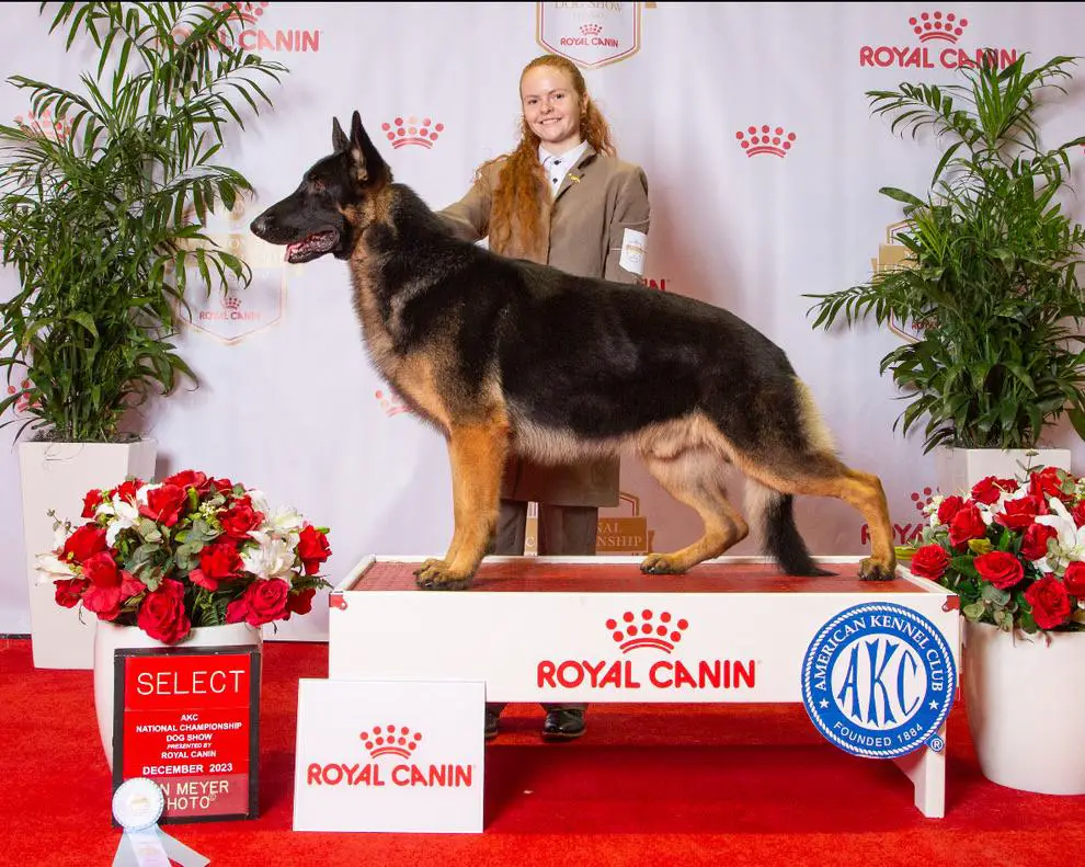 GCH George Creek's Anubis V Bark Away