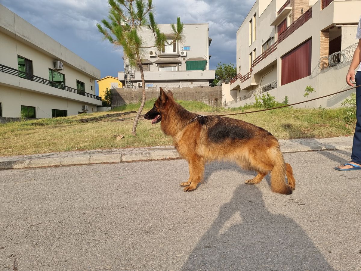 V2-PAK(2021)GSDCP Zita vom Winner