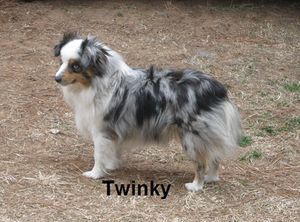 Herddogies Twinkle Little Star