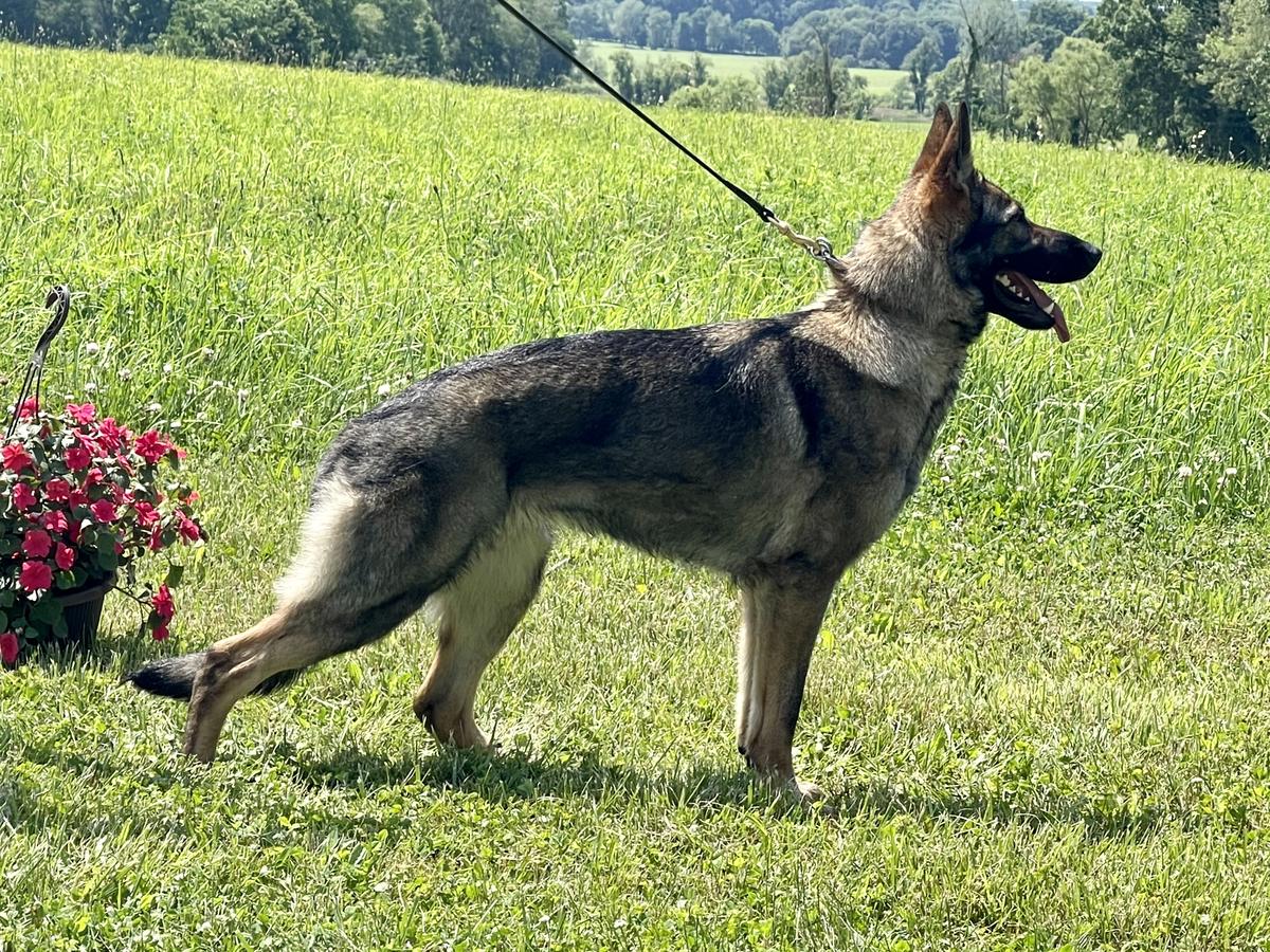 SG Brunhilde von Lindesfarne