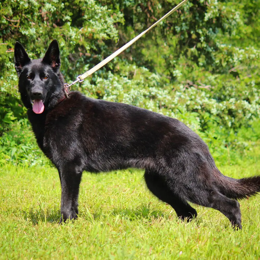 Gaia's Schwarz Gewitter Von Der Weizenfelder