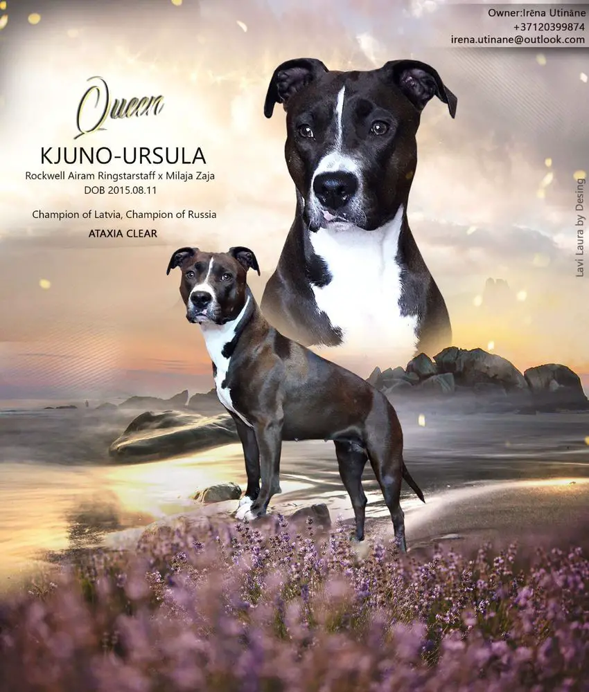 CH LV, CH RUS KJUNO URSULA