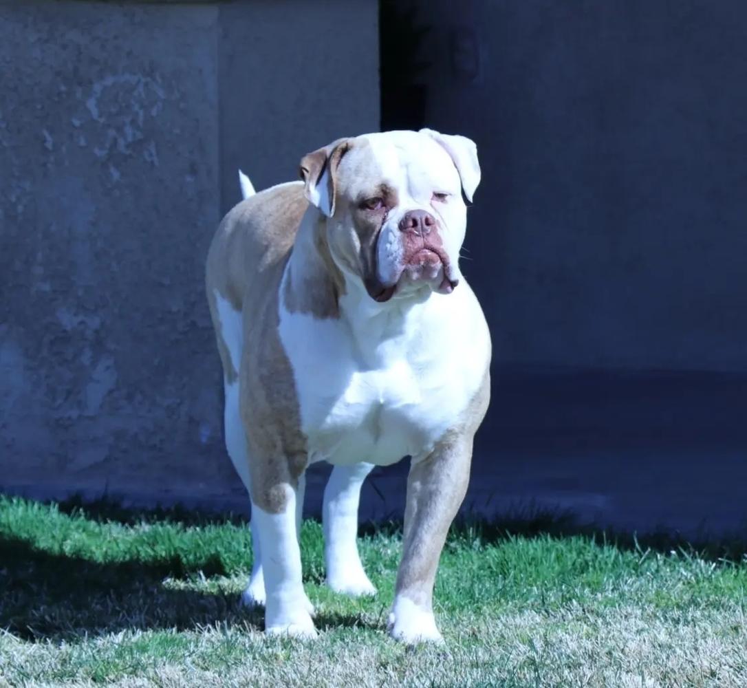 Vergara Bulls Athena