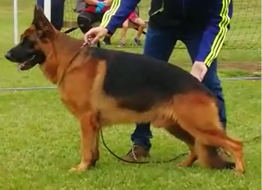 Calificación Excelente, Campeón muy Joven Costa Rica 2019 Parker del Viejo Lobo