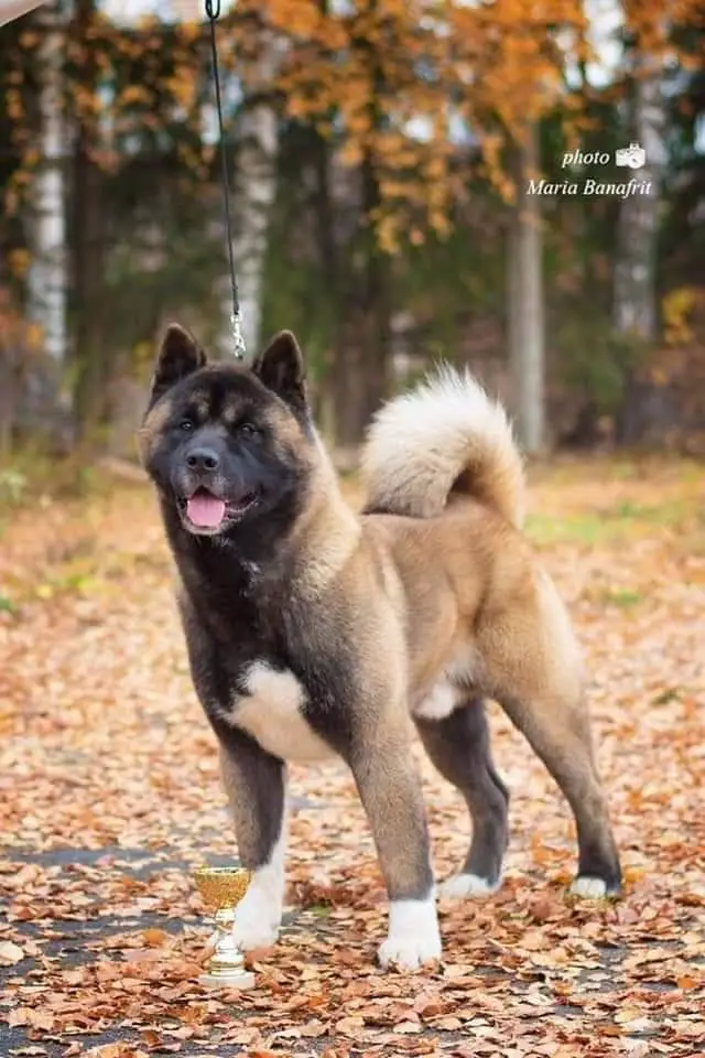 RUS/RKF CH, RUS JCH Ayrek-Dart Charlie