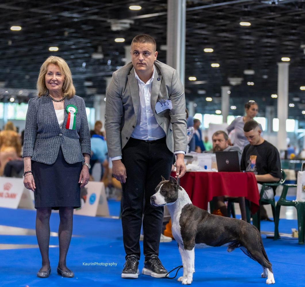 AKC.Ch. BISS.Multi Ch. Master Royal Gold Line