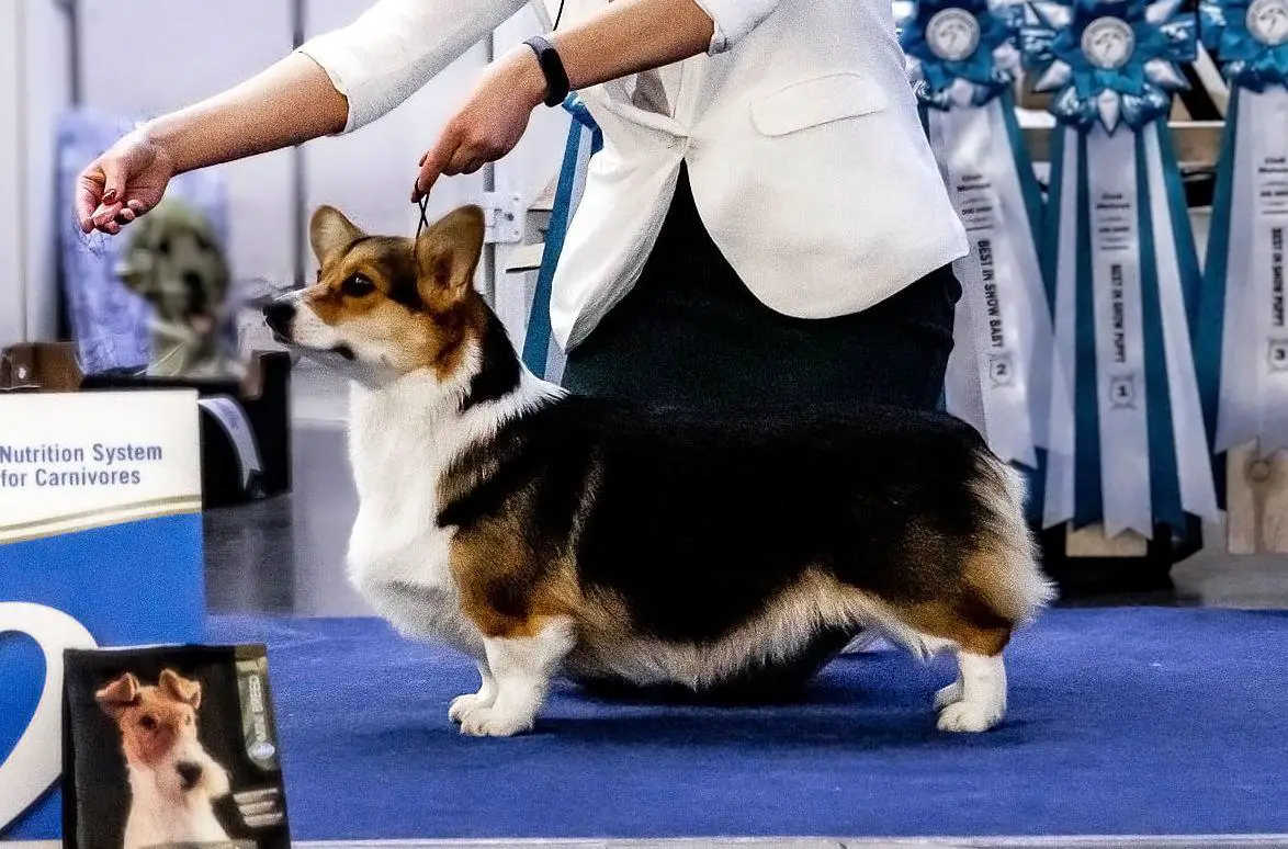 JChRKF, JChRKF Koldovstvo Divnaya Noch