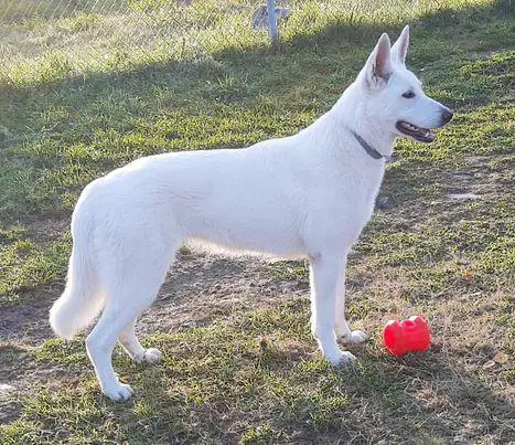 NOVA van de zwitserse witte herder