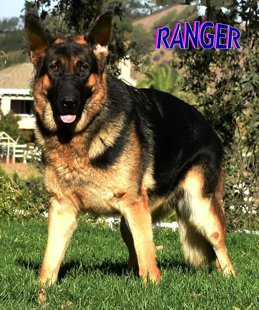 Ranger-Beschutzer vom Schattenherz