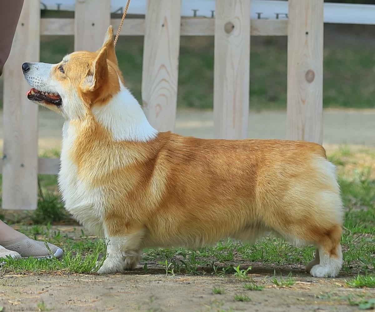 J CH RUS, J CH CLUB, J CH RKF, CH RUS Sirius Majoris Future Champion