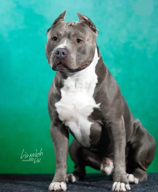 Ekstra Stil Vankuver