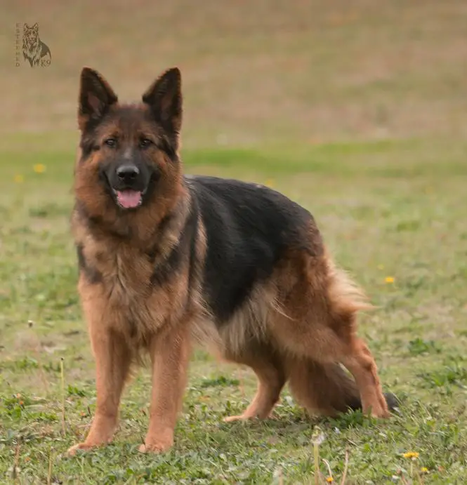 Gjaguar vom Herbramer-Wald